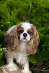 cavalier king charles spaniel