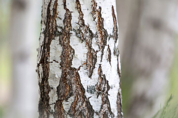 Birch close up in an alley and birches amongst other