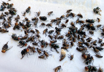 Many flies are stuck on paper with glue to trap the flies. Flies are a vehicle for diarrhea.