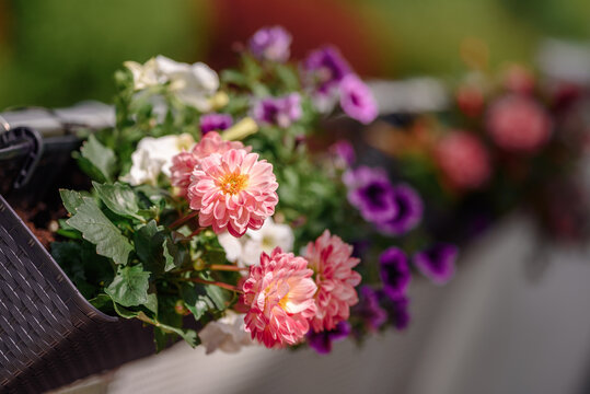 Balcony flowers.Garden flowers bunch on summer or autumn nature background, close up