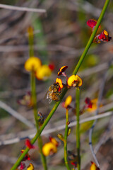 A bee in a Australian native pea flower - portrait