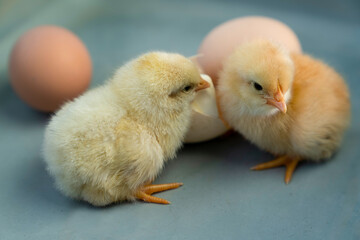 Obraz premium Two hatched yellow funny chicks walk near the eggs..