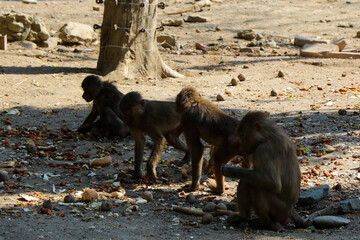 The macaques constitute a genus of gregarious Old World monkeys of the subfamily Cercopithecinae.