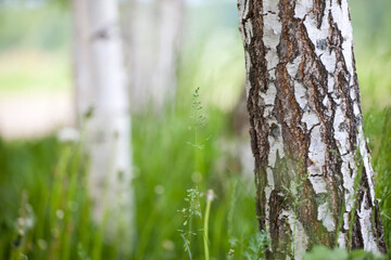 Birch close up in an alley and birches amongst other