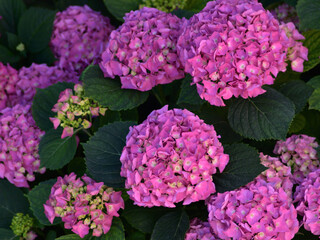 Hydrangea flowers