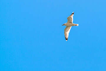 Fototapeta na wymiar Lonely seagull flying in the blue sky