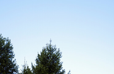 Spring Sun Shining Through Canopy Of Tall Tree. Sunlight In Deciduous Forest, Summer Nature, Sunny Day. Upper Branches Of Tree With Fresh Green Foliage.