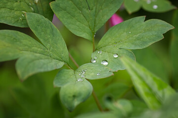 Large drops of water after rain on green flower leaves