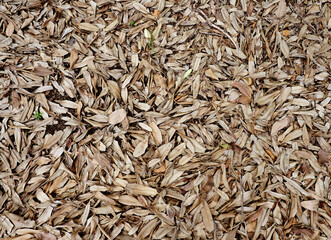 Dry leaves Fallen on the ground.Ideal for use in the design background images and insert text.