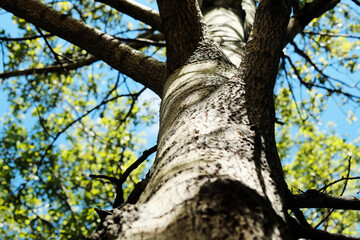 Spring Sun Shining Through Canopy Of Tall Tree. Sunlight In Deciduous Forest, Summer Nature, Sunny Day. Upper Branches Of Tree With Fresh Green Foliage.