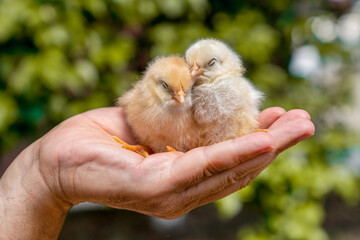 Two sleepy and tired yellow chicks in hand. .Two very sweet chicks in one hand and spring concept in background..