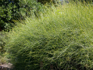 Chinese ephedra plant (Ephedra sinica stapf)