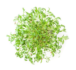 Obraz na płótnie Canvas Growing micro greens coriander sprouts isolated on white background