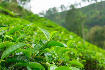 green tea leaves in mountains
