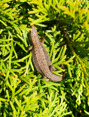 Brown lizard on branch