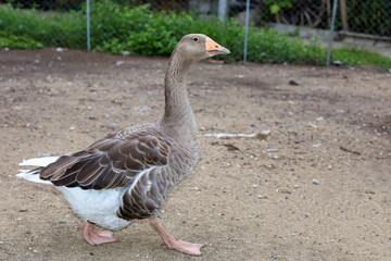 Naklejka na ściany i meble Close up body brown goose is walking in farm at thailand
