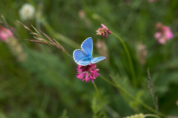 The blue butterfly Lycaenidae family flying among pink cosmos flowers with blurred flowers and green background