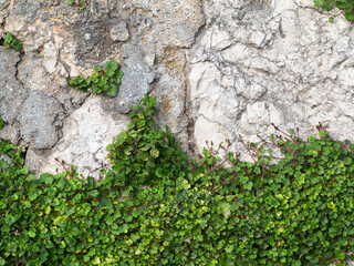 Bright green plants on the stone wall. Great background or texture.