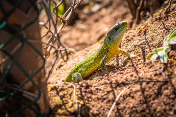 Emerald lizard in the german wineyards