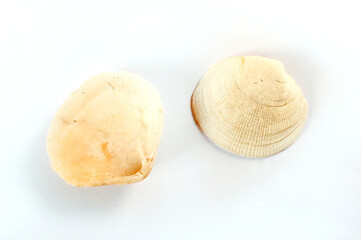 White Shells on White