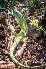 Emerald lizard in the german wineyards