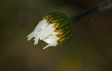 closed daisy bud in macro