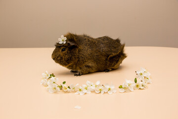 Cute brown guinea pig around the white flower