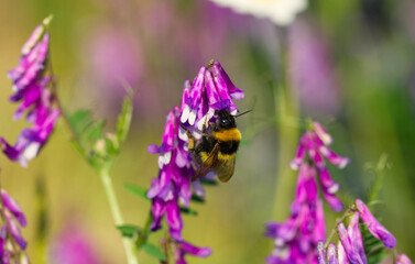 bumblebee on flower in macro