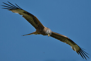 hawk eagle in flight against blue sky
