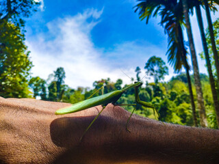 Thanakolapeththa Insect in Sri Lanka
