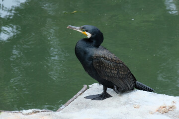 川鵜。東京の野鳥。Cormorant bird (Phalacrocoracidae), Tokyo, Japan.