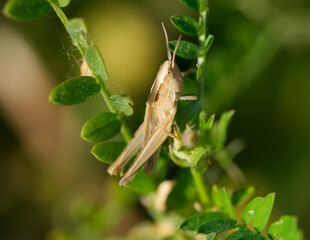 grasshopper on plant in macro
