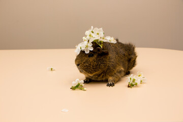 Cute brown guinea pig around the white flower