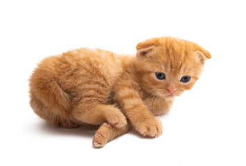 red kitten isolated