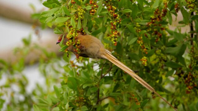 Locked off, selective focus on red-faced mousebird, eating berries on a windy day