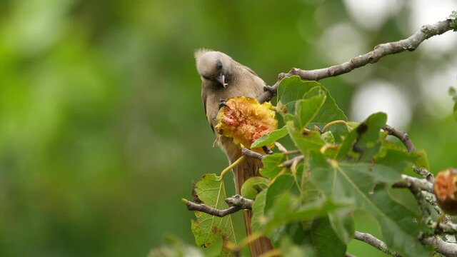 Close up of speckled mousebird eating fruit of a fig tree, Southern Africa