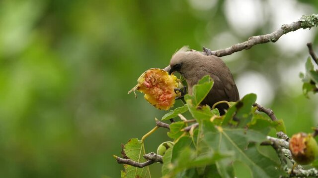 A speckled mousebird feeding daintily on an African fig, static selective focus