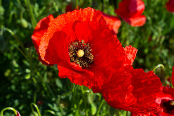 Small working honey bee collecting pollen and nectar from bright red poppy flower