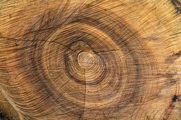 Fototapeta premium cross section of an old tree trunk