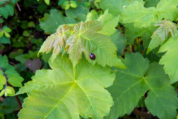 strange red spots ladybug on leaf