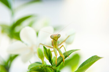Praying mantis on green leafs, Philippines