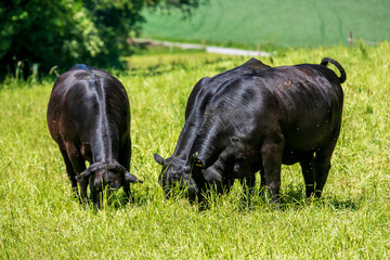 black young bulls grazing in the field