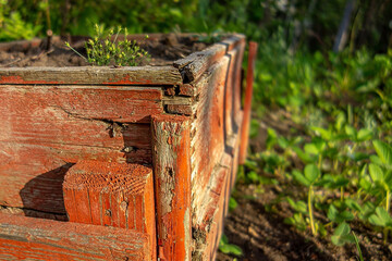 An old painted wooden crate as a garden bed.