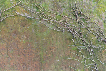 brown old stone with acient writing and green moss with branches