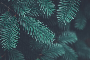 Top view closeup on a blue fluffy fir tree branch. Christmas natural textured background with copy space.