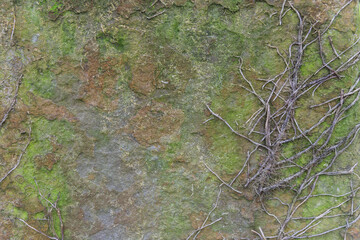 brown and green old stone with moss with branches