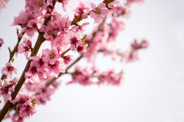 Obraz premium Pink flowers on the one of the first flowering trees in spring, macro photo