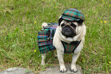 Cute pug dressed in Scottish Clan MacDonald tartan outfit including cap, harness and kilt, standing on rock with grassy hill in background