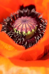 A close up of the insideof a red poppy flower