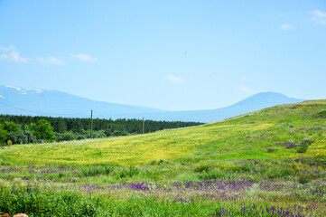 Obraz premium Landscape with blue sky and green grass